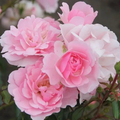 Роза БОНИКА флорибунда в Подольске