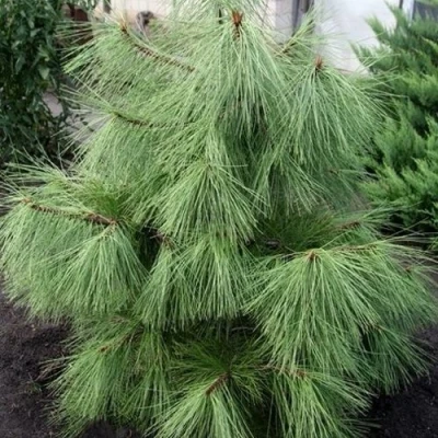 Сосна желтая  в Подольске