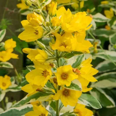 Вербейник АЛЕКСАНДР точечный в Подольске