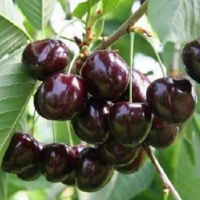 Черешня ЛЕНИНГРАДСКАЯ ЧЁРНАЯ в Подольске