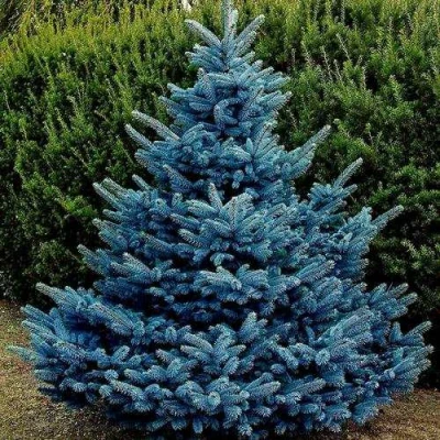 Ель МАДЖЕСТИК БЛЮ колючая в Подольске