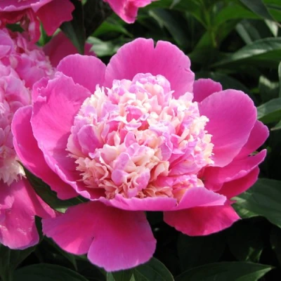 Пион КОРА СТАББС травянистый в Подольске