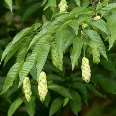 Граб японский в Подольске