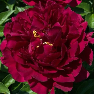 Пион ОЛД ФЕЙТФУЛ травянистый в Подольске