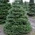 Пихта корейская  в Подольске