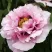 Пион РОЗОВАЯ РЕКА древовидный в Подольске
