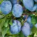 Слива ОДА в Подольске