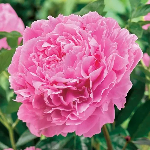 Пион МИСС ЭКХАРТ травянистый  Пион МИСС ЭКХАРТ травянистый в Подольске