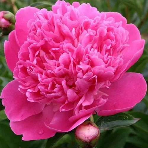 Пион ЭДУЛИС СУПЕРБА травянистый  Пион ЭДУЛИС СУПЕРБА травянистый в Подольске