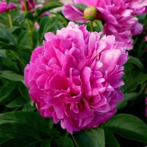 Пион ФЕЛИКС КРАУССЕ травянистый  Пион ФЕЛИКС КРАУССЕ травянистый в Подольске