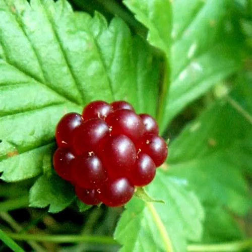 Княженика ЭЛПЕ в Подольске