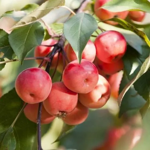 Яблоня ВИШНЕПЛОДНАЯ декоративная в Подольске