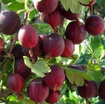 Cаженцы крыжовника оптом в Подольске