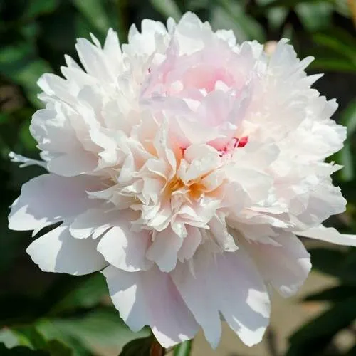 Пион АЛЕРТИ травянистый  Пион АЛЕРТИ травянистый в Подольске