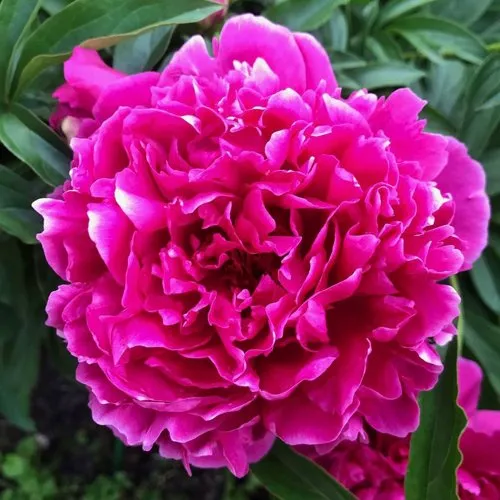 Пион КАРЛ РОЗЕНФЕЛЬД травянистый  Пион КАРЛ РОЗЕНФЕЛЬД травянистый в Подольске