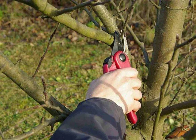  Как правильно обрезать саженцы?