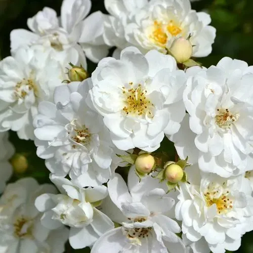 Саженцы роз ГИРЛЯНДА ДЕ АМУР мускусная в Подольске