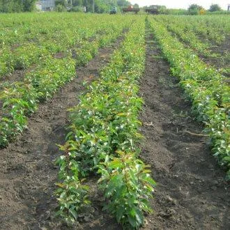 Подвой груши ДИКАЯ ГРУША  Подвой груши ДИКАЯ ГРУША в Подольске