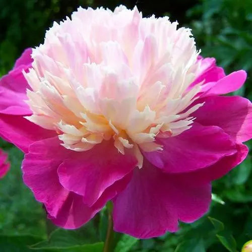 Пион ГЕЙ ПАРИ травянистый  Пион ГЕЙ ПАРИ травянистый в Подольске