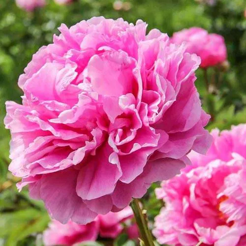 Пион АЛЕКСАНДР ФЛЕМИНГ травянистый  Пион АЛЕКСАНДР ФЛЕМИНГ травянистый в Подольске