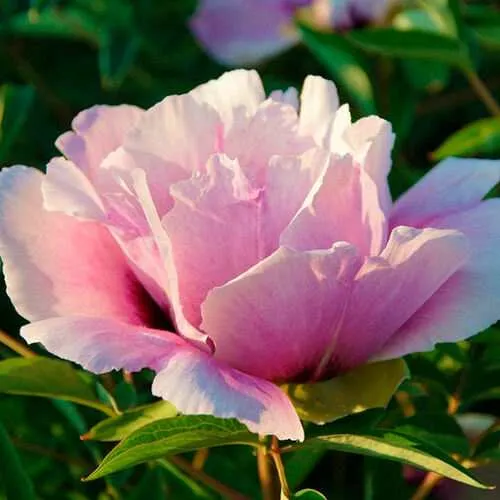 Пион ВРАТА ХРАМА древовидный   Пион ВРАТА ХРАМА древовидный  в Подольске