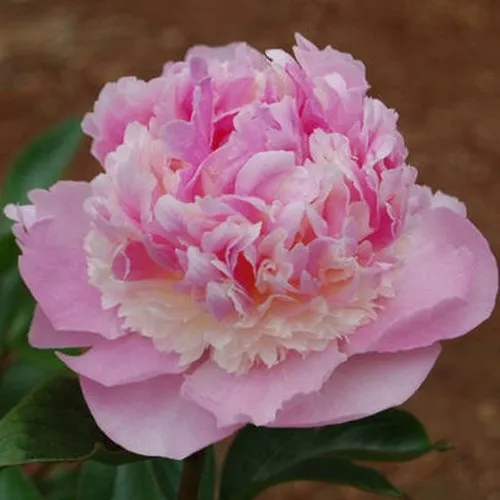 Пион ЭНДЖЕЛ ЧИКС травянистый  Пион ЭНДЖЕЛ ЧИКС травянистый в Подольске