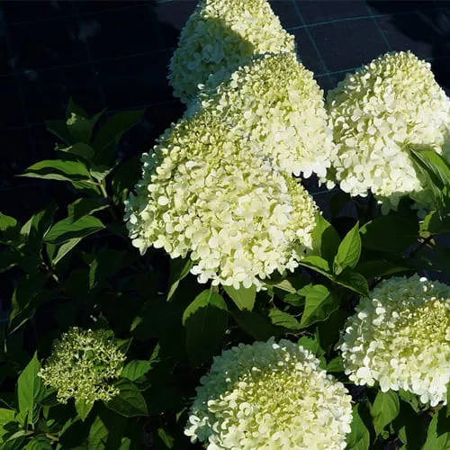 Гортензия СЕЛЕКШН метельчатая в Подольске