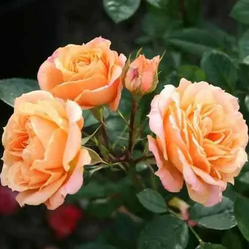 Саженцы роз КЛЕМЕНТИНА миниатюрная в Подольске