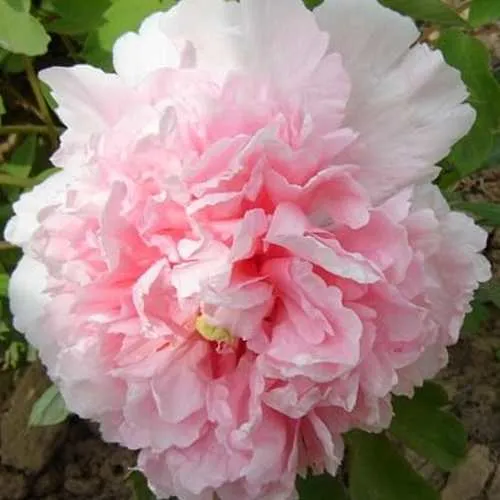 Пион БУКЕТ РОЗОВЫХ ГВОЗДИК древовидный  Пион БУКЕТ РОЗОВЫХ ГВОЗДИК древовидный в Подольске