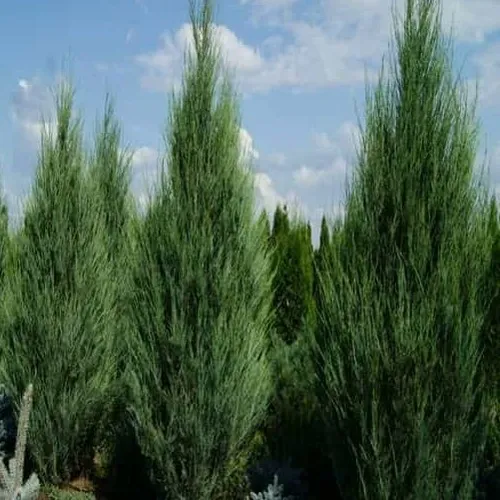 Можжевельник СКАЙРОКЕТ скальный в Подольске