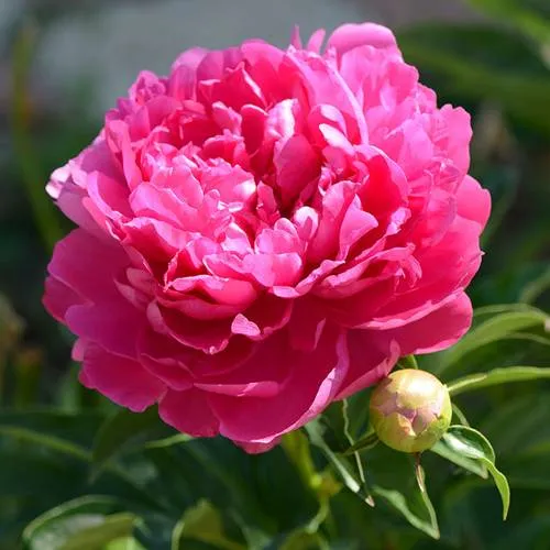 Пион БУШЕЛА травянистый  Пион БУШЕЛА травянистый в Подольске