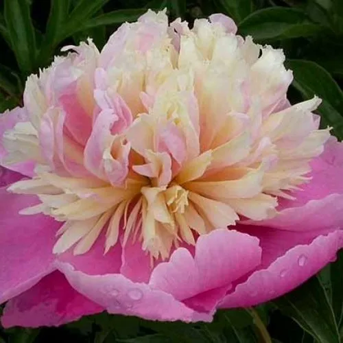 Пион ВЕСЕННЯЯ ПАЛИТРА травянистый  Пион ВЕСЕННЯЯ ПАЛИТРА травянистый в Подольске