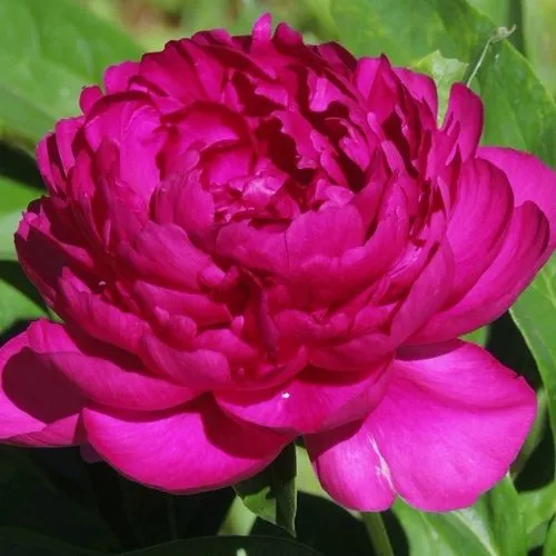 Пион БАРХАТ НОЧИ травянистый  Пион БАРХАТ НОЧИ травянистый в Подольске