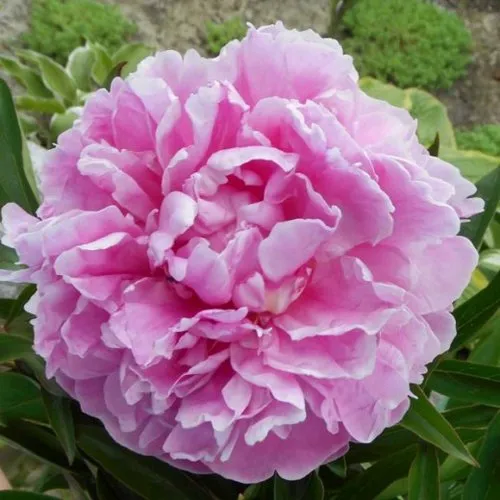 Пион РИМ травянистый  Пион РИМ травянистый в Подольске