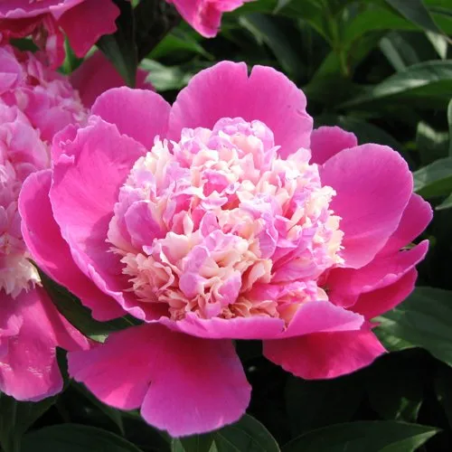 Пион КОРА СТАББС травянистый  Пион КОРА СТАББС травянистый в Подольске