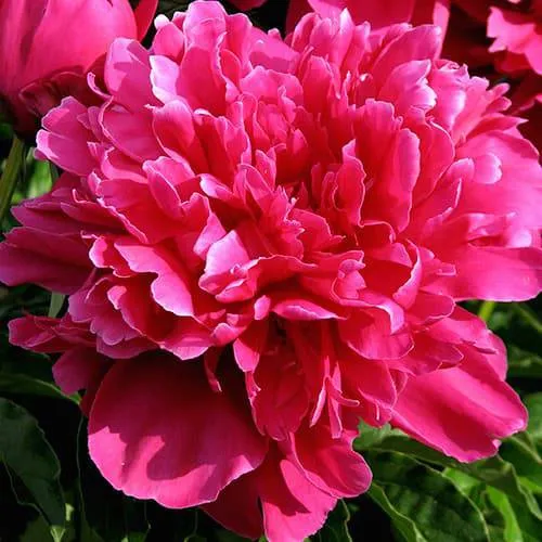 Пион ВИКТУАР ДЕ ЛА МАРН травянистый  Пион ВИКТУАР ДЕ ЛА МАРН травянистый в Подольске