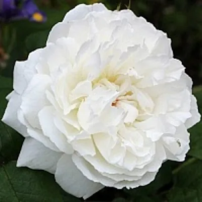 Саженцы роз ВИНЧЕСТЕР КАФЕДРАЛ английская  Саженцы роз ВИНЧЕСТЕР КАФЕДРАЛ английская в Подольске