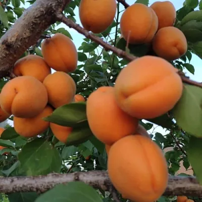 Абрикос ГОЛД РИЧ в Подольске