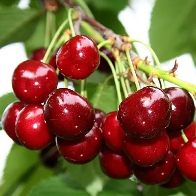 Черешня МИНЧАНКА  Черешня МИНЧАНКА в Подольске