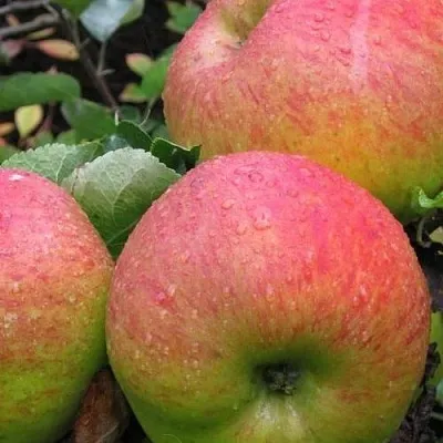 Яблоня ЯБЛОЧНЫЙ СПАС  Яблоня ЯБЛОЧНЫЙ СПАС в Подольске