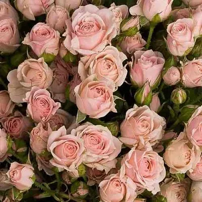 Саженцы роз ОДИЛЛИЯ спрей  Саженцы роз ОДИЛЛИЯ спрей в Подольске