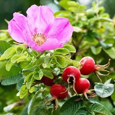 Шиповник  в Подольске