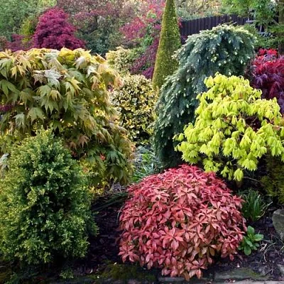 Декоративные растения в Подольске