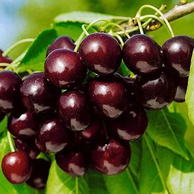 Черешня ВИТЯЗЬ  Черешня ВИТЯЗЬ в Подольске