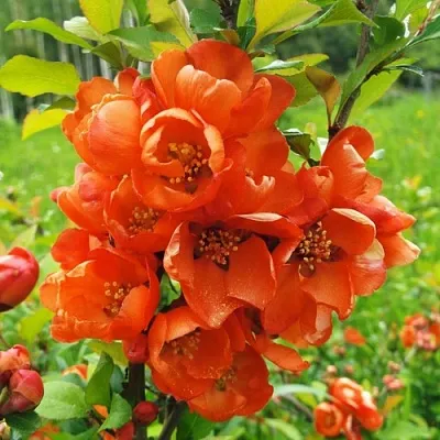 Айва японская  Айва японская в Подольске