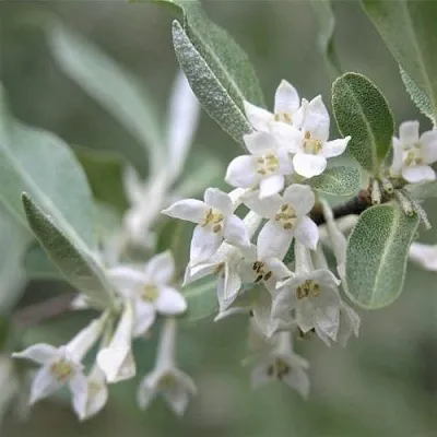 ЛОХ СЕРЕБРИСТЫЙ  ЛОХ СЕРЕБРИСТЫЙ в Подольске