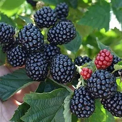 Ежевика ПОЛАР бесшипная  Ежевика ПОЛАР бесшипная в Подольске