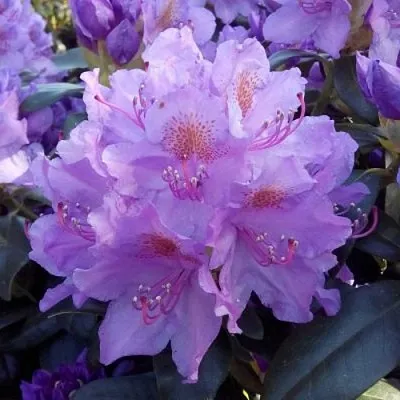 Рододендрон  Рододендрон в Подольске