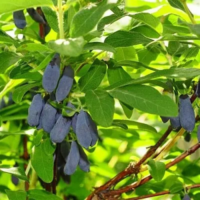 Жимолость съедобная ЛЕБЁДУШКА в Подольске