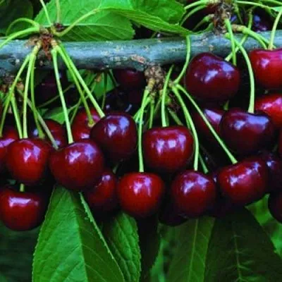 Черешня ВЕДА  Черешня ВЕДА в Подольске